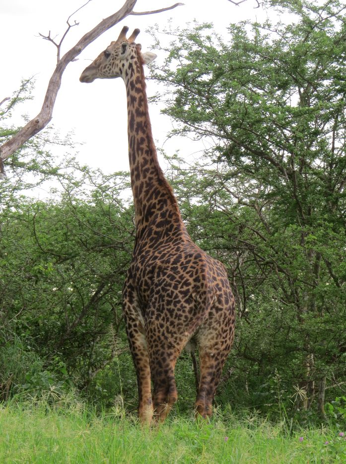 Giraffe single 13