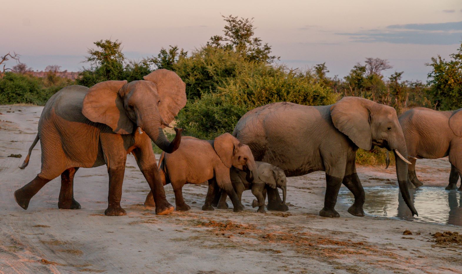 elephants at tarangire