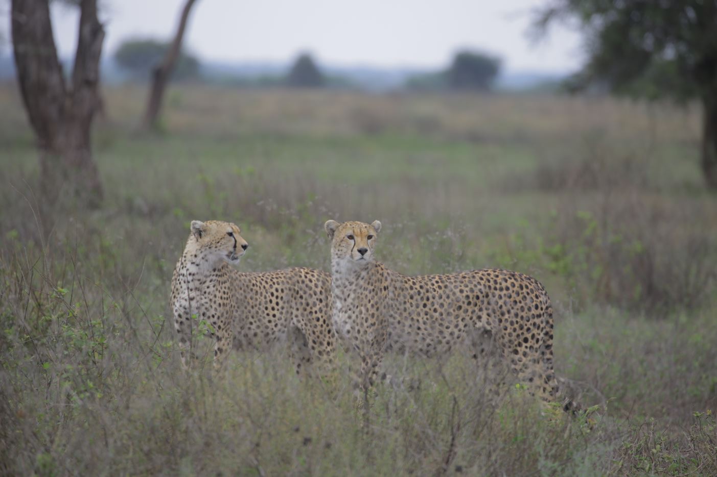 group of cheetah 2