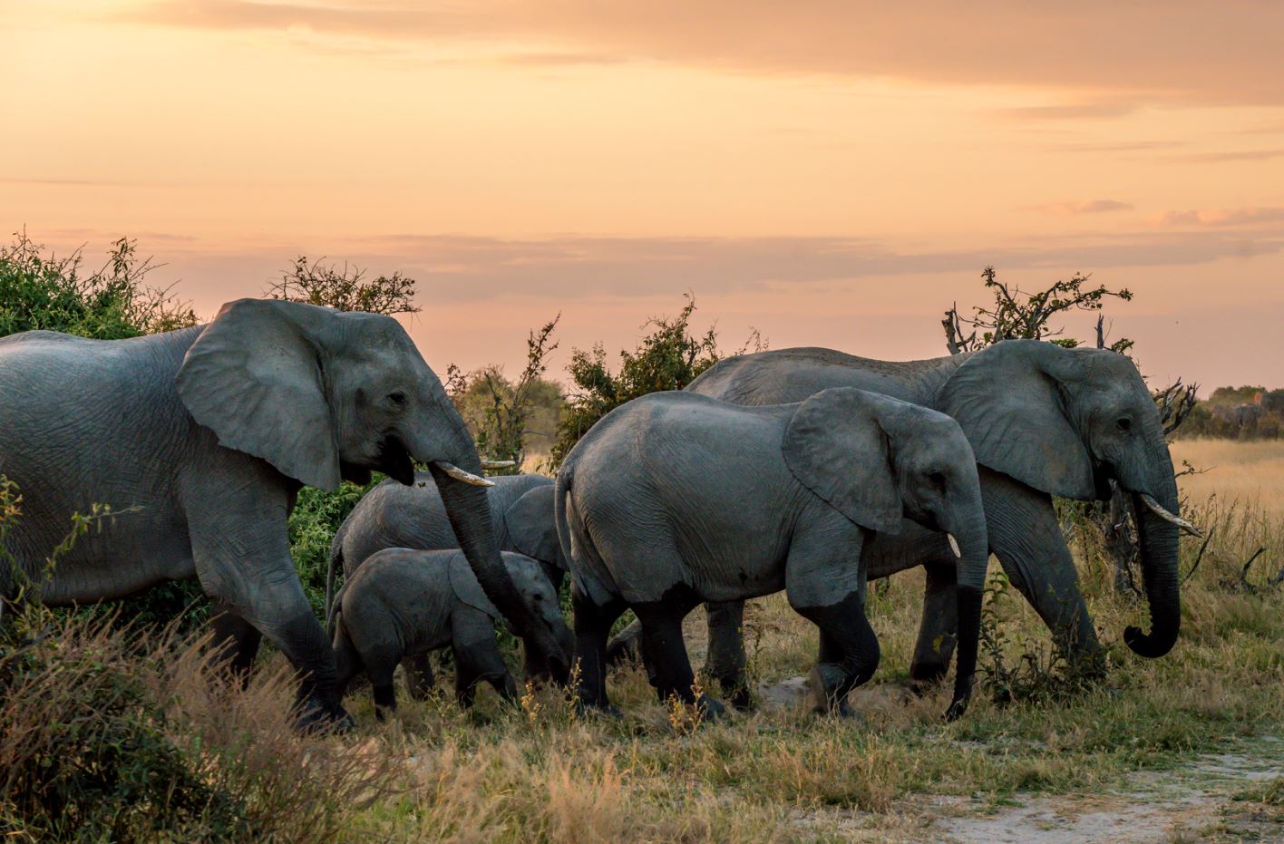 group of elephants at ruaha