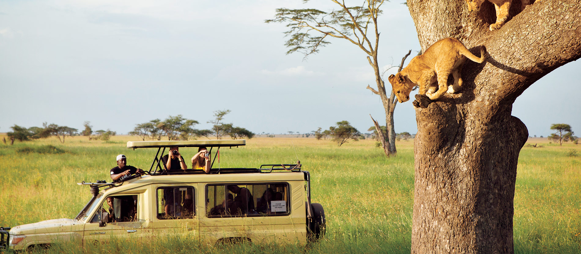 tanzania-safari-experience-lead-lion-cubs