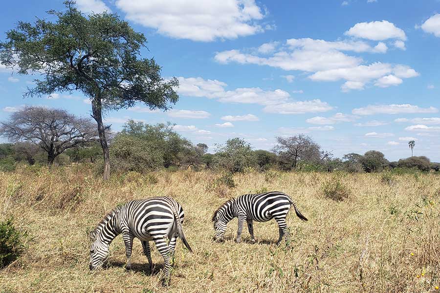 6-Days-Tanzania-safari