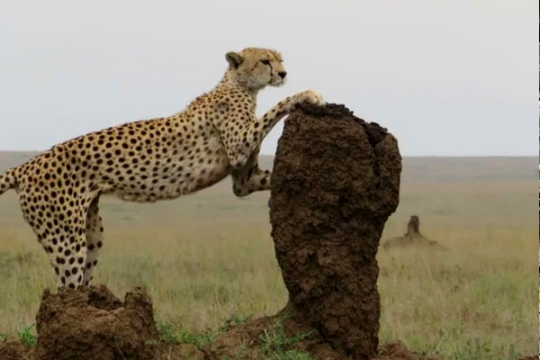 7-Days-Tanzania-lodge-safaris