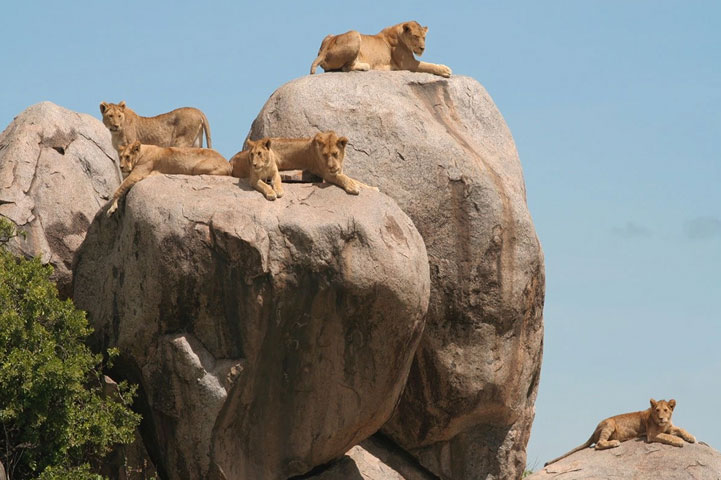 Serengeti-lions-on-kopjes