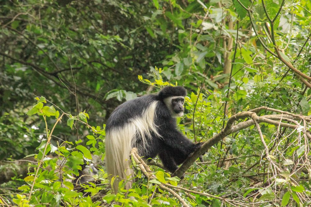 Arusha National Park