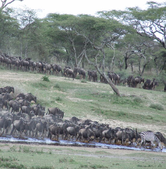 11 Days 10 Nights Safari