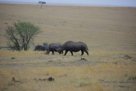 Group of rhinos 6