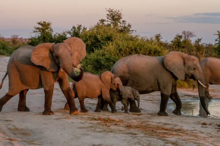 elephants at tarangire