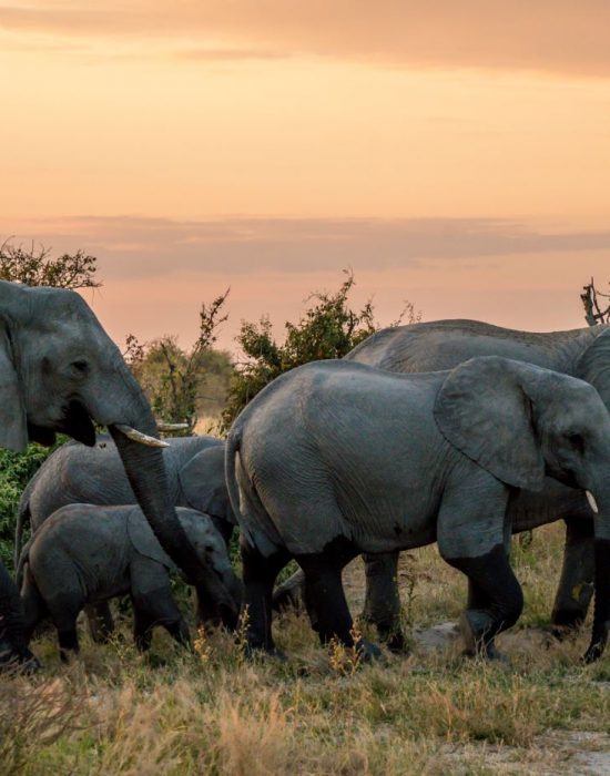 group of elephants at ruaha
