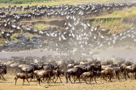 migration serengeti