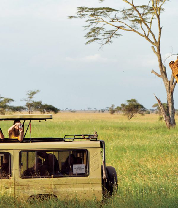 tanzania-safari-experience-lead-lion-cubs